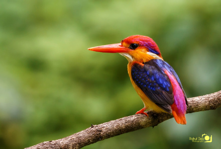 Rahul Deo Photography - Oriental Dwarf Kingfisher in Chiplun, Maharashtra