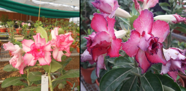 Dr Alka Singh Research - Promising Hybrids developed in Adeniums - a popular ornamental plant 1